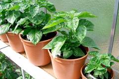 Chilis 2004 - Teil 2