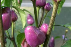 Chilis 2004 - Teil 3