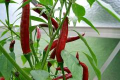 Chilis 2004 - Teil 4