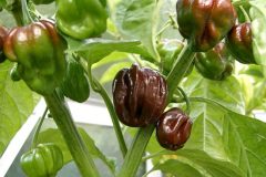 Chilis 2004 - Teil 5