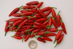 Chilis 2004 - Teil 6