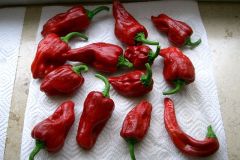 Chilis 2007 - Teil 1