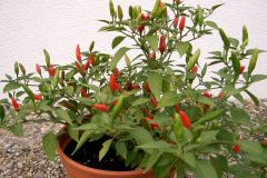 Chilis 2007 - Teil 2