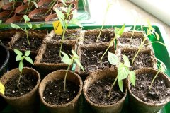 Chilis 2008 - Teil 1