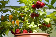 Chilis 2008 - Teil 2