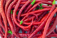 Chilis 2008 - Teil 3 (Ernte)