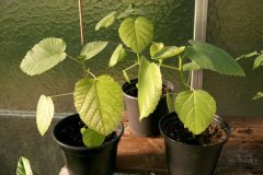 Garten 2008 - Teil 1