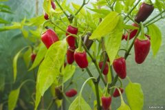 Chilis 2009 - Teil 1