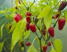 Jalapeno