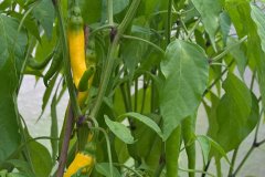 Chilis 2010 - Teil 1