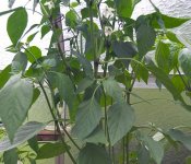Chilis 2011 - Teil 1