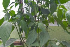 Chilis 2011 - Teil 1