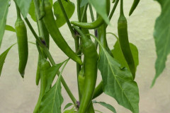 Chilis 2011 - Teil 2