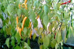 ChiliCam Archiv 2010