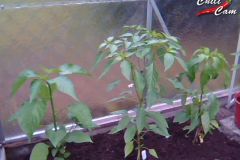 ChiliCam Archiv 2011